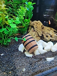 Akvaryum İçi Batık Fıçı