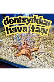 AKVARYUM DENİZYILDIZI HAVA TAŞI