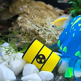 Akvaryum İçi Siyanür Varili